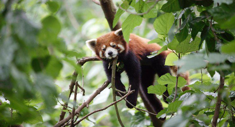 Red Panda'yı Kurtarmak İçin Ne Yapılmalı?