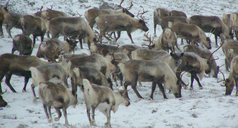 Tundra'da Hangi Hayvanlar Yaşar?