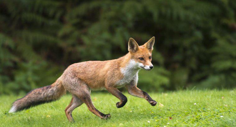 Bir Fox ne kadar hızlı koşabilir?