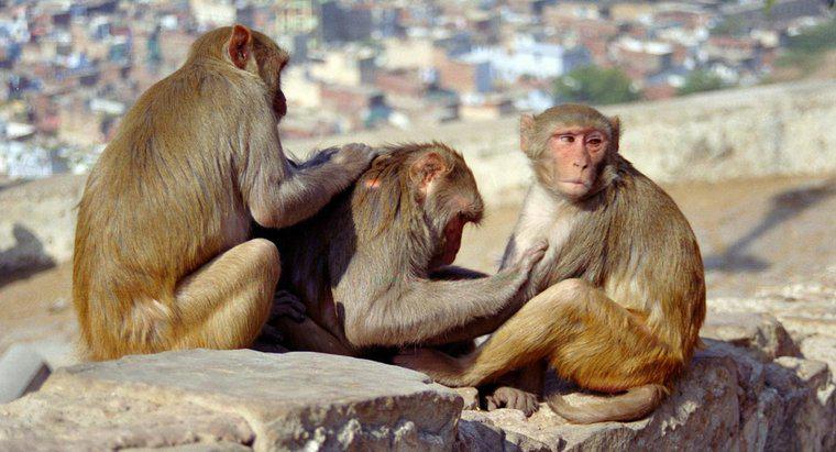Bir maymunun yaşam döngüsü nedir?