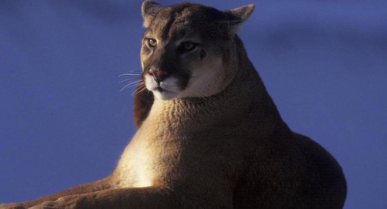 En Ağır Puma için Dünya Rekoru Nedir?