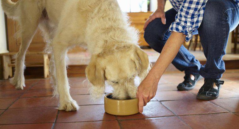 En Sağlıklı Köpek Gıdalarının Bazı Nitelikleri Nelerdir?