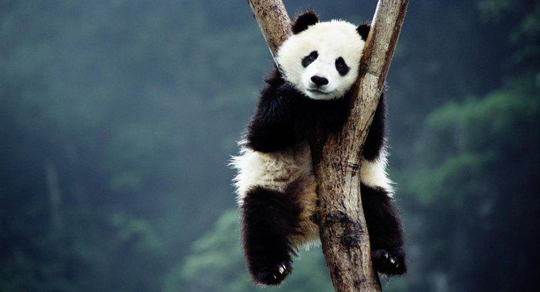 Dev Pandalar Neden Soyu Tükeniyor?