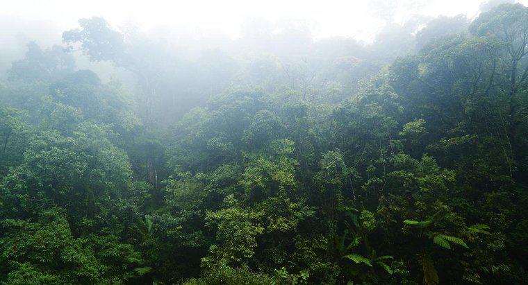 Tropikal Yağmur Ormanlarının Bazı Özellikleri Nelerdir?