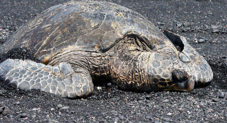 En Eski Deniz Kaplumbağası Kaç Yaşında?
