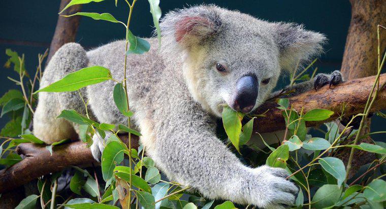 Okaliptüs yaprakları koala ayılar yüksek olsun?