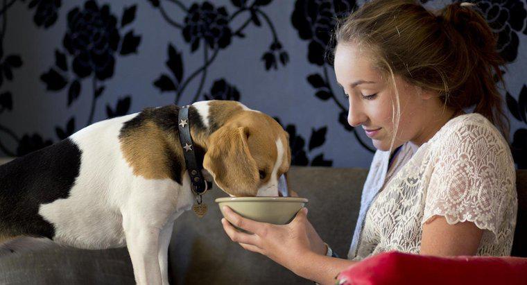 Bir Köpek Doğurduktan Sonra Ne Kadar Beslenmeli?