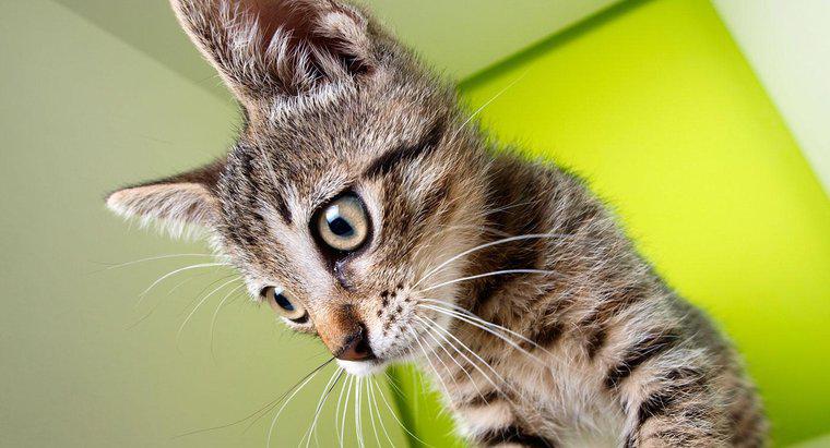 Bıyıksız Bir Kedi Denge Duygusunu Kaybeder mi?