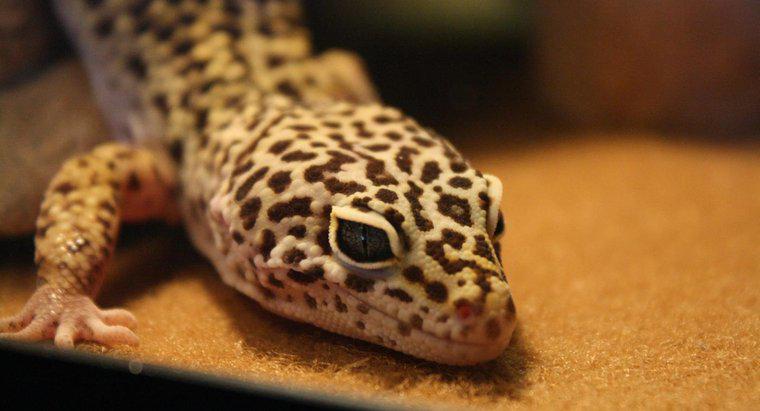 Leopard Geckos Meyve Yedebilir mi?
