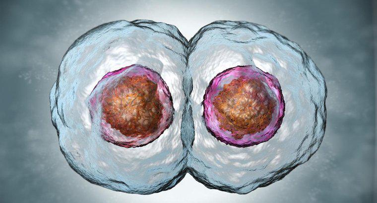Kızı Hücreleri, Üst Hücrelerle Nasıl Karşılaştırılır?