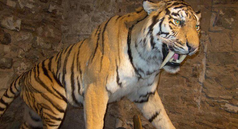Sabre-Tooth Tigers nerede yaşıyor?