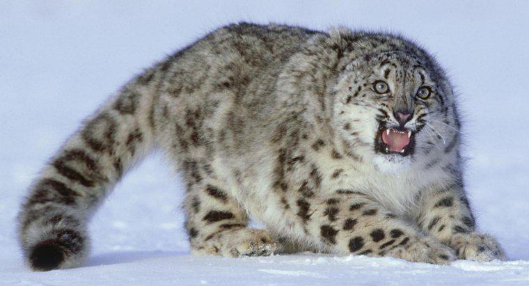 Snow Leopard Evcil Hayvan Olarak Tutulabilir mi?