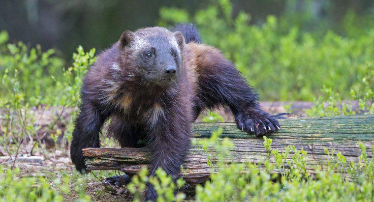 Wolverine Vs Bear Fight'ı Kim Kazanır?