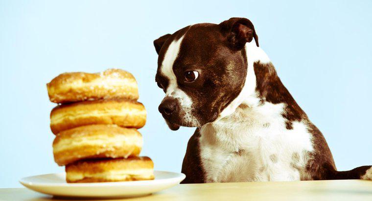 Köpekler Şeker Yebilir mi?