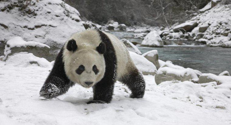 Pandalar Kış Aylarında Hazırda Bekler mi?