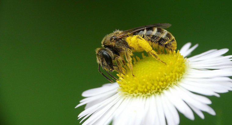 Arı Poleninin Sağlığa Faydaları Nelerdir?