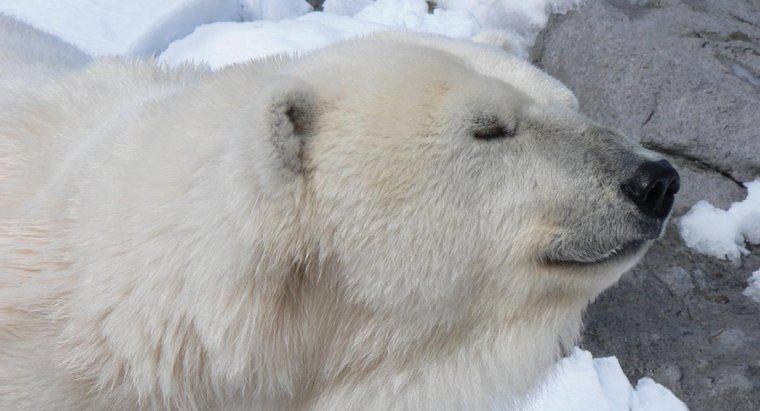 Kutup Ayıları Neden Kuzey Kutbu'nda Yaşıyor?