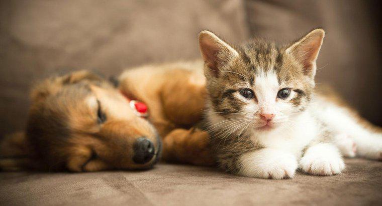 Bir Yavru Kedi ve Bir Köpek Yavrusu Arkadaş Olabilir mi?