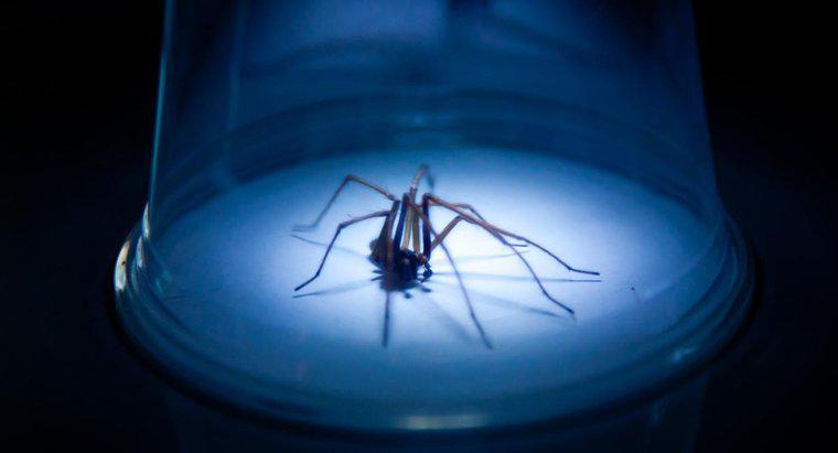 Bir Hobo Örümcek Isırığı Tehlikeli midir?