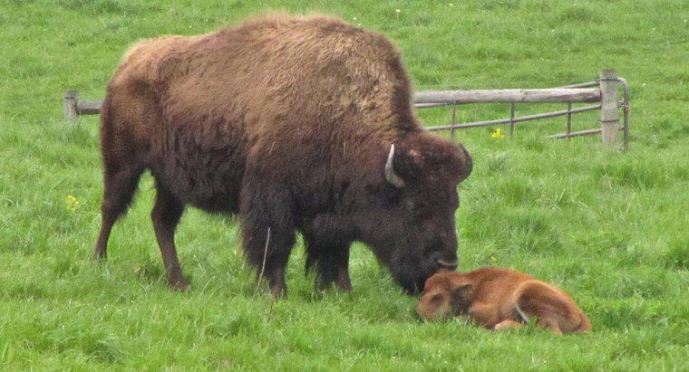 Baby Buffalo denilen nedir?