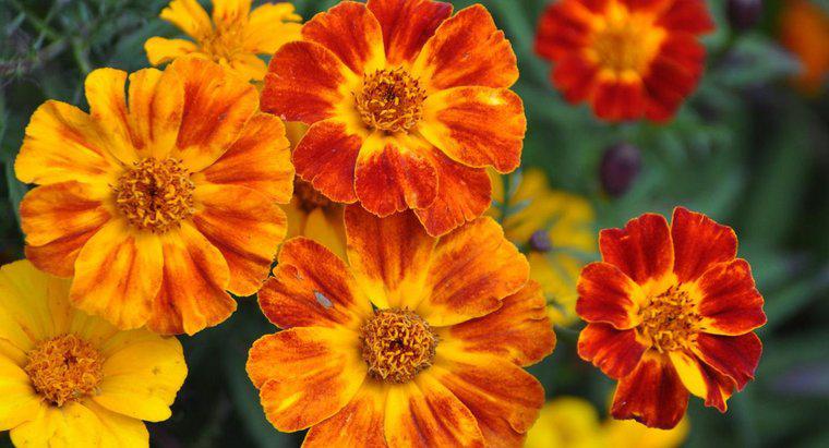 Marigoldlar Ne Kadar Hızlı Büyür?