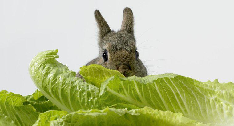 Tavşanlar Marul Yiyebilir mi?