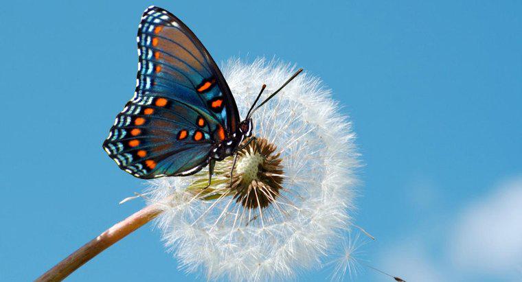 Farklı Kelebek Türleri Nelerdir?