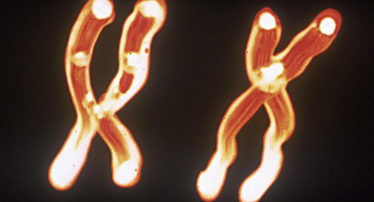 Kromozom, DNA ve Gen Arasındaki İlişki Nedir?