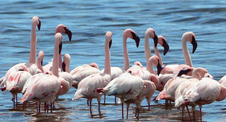 Flamingolar Neden Tek Bacağında Duruyor?