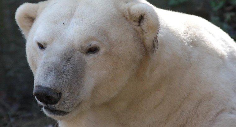 Kutup ayıları yiyeceklerini nerede bulur?