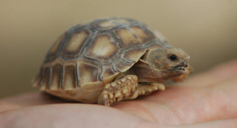 Kaplumbağalar Nasıl Çoğalır?