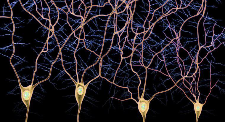 Afferent ve Efferent Nöronlar Arasındaki Fark Nedir?