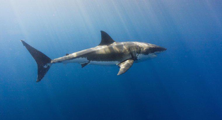 Köpekbalıkları Tatlı Suda Yaşayabilir mi?