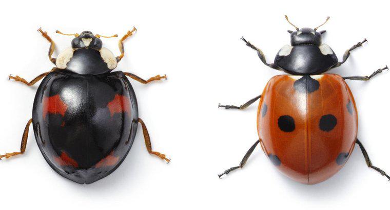 Hangi Böcekler Ladybugs'a benziyor?