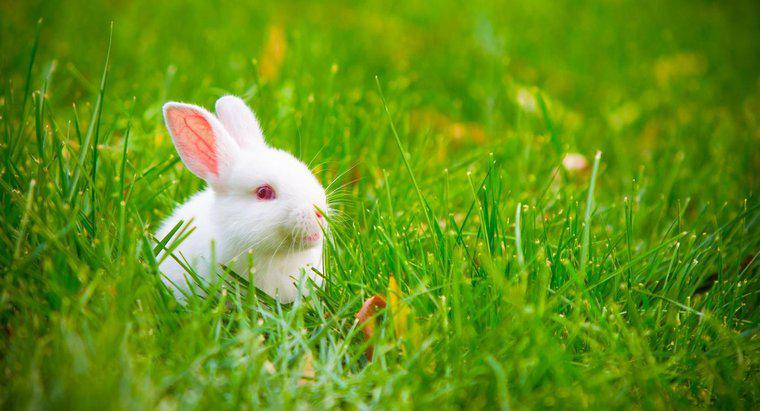 Tavşanın Kulakları Takıldığında Ne Demektir?