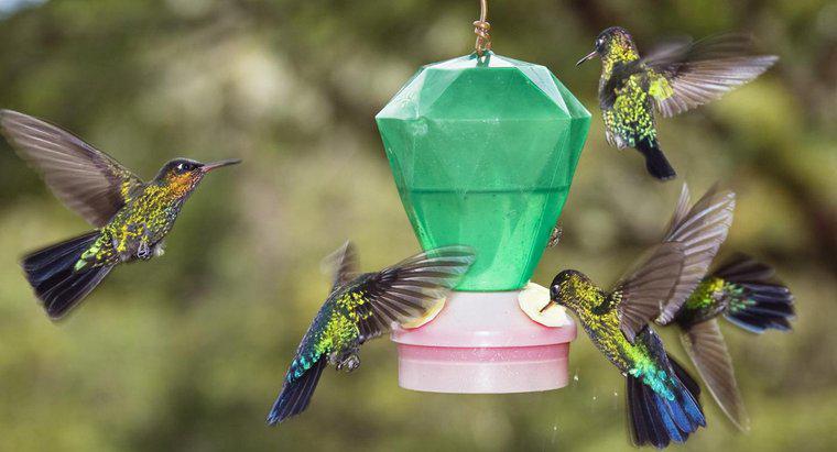 Hummingbird Yemekleri Nasıl Yapılır?