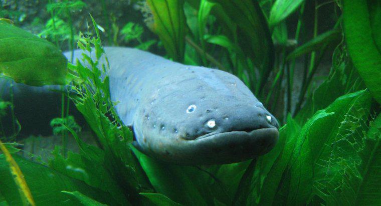 Bir elektrik yılan balığı şok ne kadar güçlü?