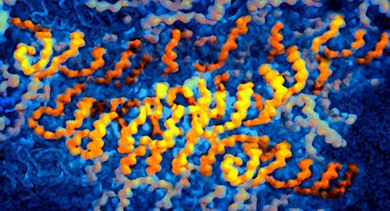 Genetik Bilgi Olarak Hangi Virüsler RNA İçerir?