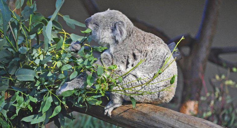 Bir Koala ayısı ne yiyor?