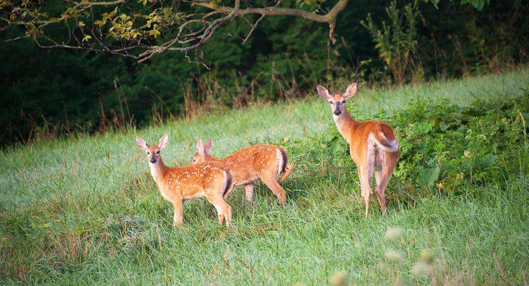 Whitetail Deer için Gebelik Süresi Nedir?