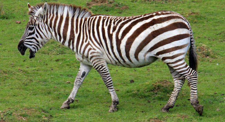 Bir Zebra A mı?