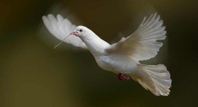 Beyaz Güvercinler Neyi Simgeliyor?