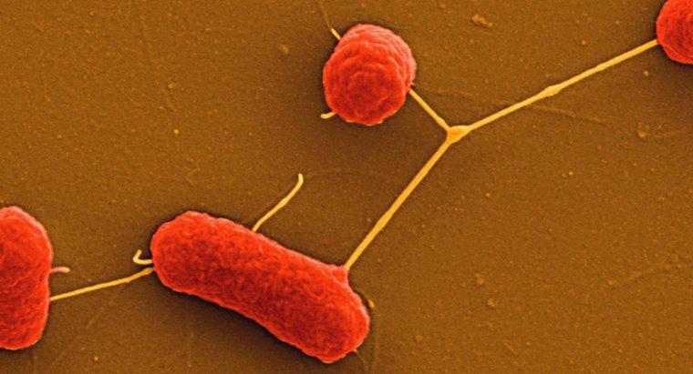 Aşındırıcı Bakteriler Nelerdir?