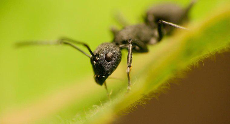 Karıncalar Herbivorlar mı yoksa Karnivorlar mı?