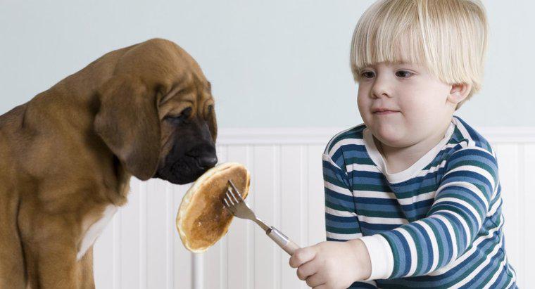 Neden bir köpek yavrusu yemek yemeyi veya içmeyi bırakabilir?