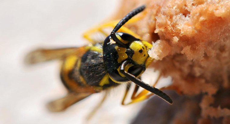 Ev yapımı Wasp Killer Nasıl Yapılır?