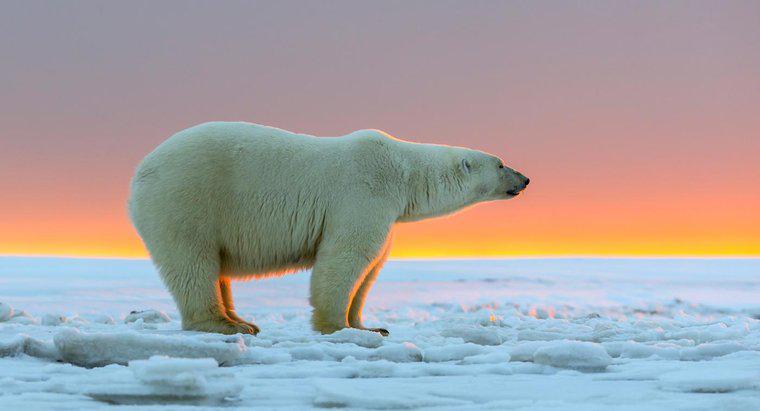 Kutup Ayıları Ne Kadar Büyük Olur?