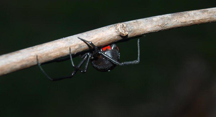 En Tehlikeli Örümcek Çeşitleri Nelerdir?