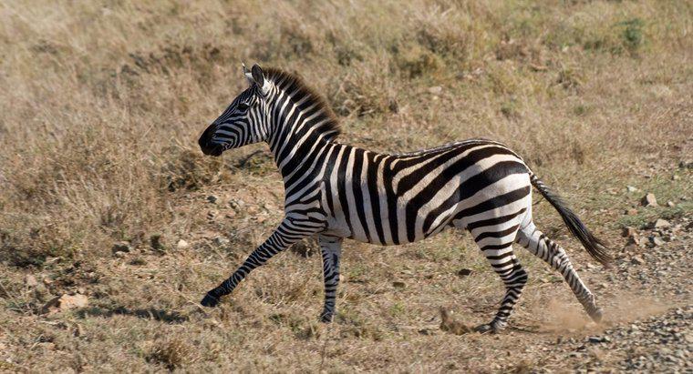 Bir Zebra Attan Daha Hızlı Çalışır mı?