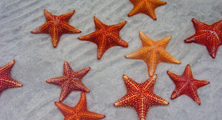 Deniz yıldızı nasıl nefes alır?